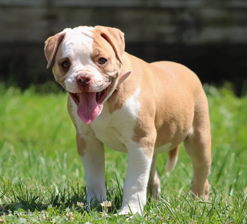 Chloe – American Bulldog puppy for sale in Zanesville, OH