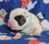 Envy, a female Olde English Bulldogge for sale in Zanesville, OH – 1 of 4