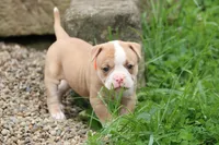 Lacie, a female American Bulldog for sale in Zanesville, OH – 7 of 10