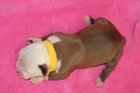 Amber, a female American Bulldog for sale in Zanesville, OH – 5 of 5