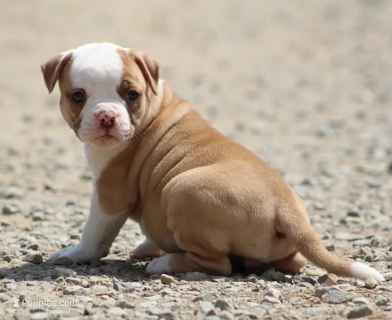 Chloe – American Bulldog puppy for sale in Zanesville, OH
