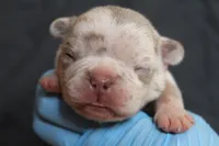 Izzy, a female French Bulldog for sale in Zanesville, OH – 2 of 4