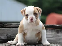 Chloe, a female American Bulldog for sale in Zanesville, OH – 7 of 10