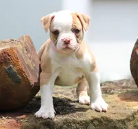 Chloe, a female American Bulldog for sale in Zanesville, OH – 8 of 10