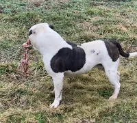 Buster, a male American Bulldog for sale in Zanesville, OH – 6 of 9