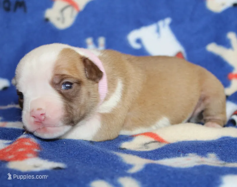 Chloe – American Bulldog puppy for sale in Zanesville, OH