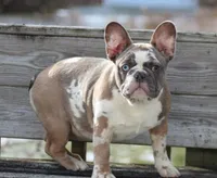 Eve, a female French Bulldog for sale in Zanesville, OH – Photo 2 of 10