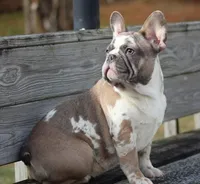 Eve, a female French Bulldog for sale in Zanesville, OH – Photo 7 of 10