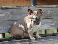 Eve, a female French Bulldog for sale in Zanesville, OH – Photo 6 of 10