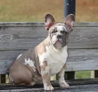 Eve, a female French Bulldog for sale in Zanesville, OH – Photo 9 of 10