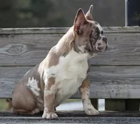 Eve, a female French Bulldog for sale in Zanesville, OH – Photo 5 of 10