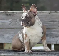 Eve, a female French Bulldog for sale in Zanesville, OH – Photo 4 of 10