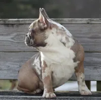 Eve, a female French Bulldog for sale in Zanesville, OH – Photo 10 of 10