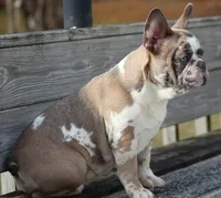 Eve, a female French Bulldog for sale in Zanesville, OH – Photo 8 of 10