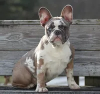 Eve, a female French Bulldog for sale in Zanesville, OH – Photo 1 of 10