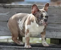 Eve, a female French Bulldog for sale in Zanesville, OH – Photo 3 of 10