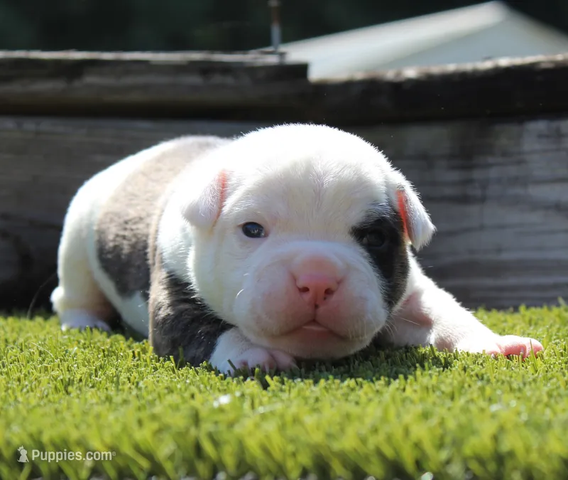 Envy – Olde English Bulldogge puppy for sale in Zanesville, OH