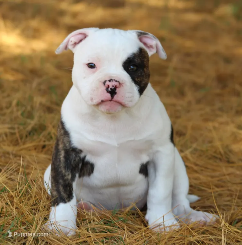 Envy – Olde English Bulldogge puppy for sale in Zanesville, OH