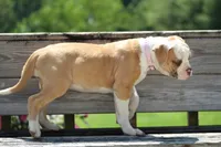 Chloe, a female American Bulldog for sale in Zanesville, OH – 7 of 10