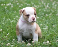 Chloe, a female American Bulldog for sale in Zanesville, OH – 9 of 10