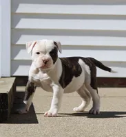 Envy, a female Olde English Bulldogge for sale in Zanesville, OH – 5 of 8