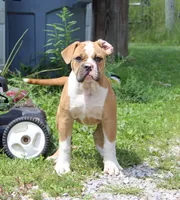 Stetson, a male American Bulldog for sale in Zanesville, OH – 5 of 10