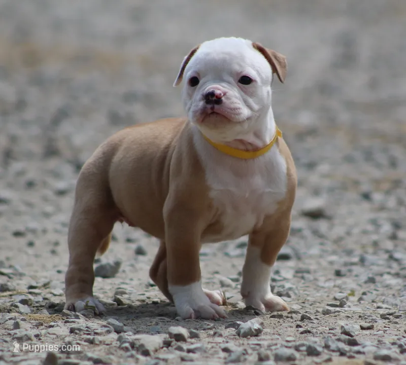 Amber – American Bulldog puppy for sale in Zanesville, OH