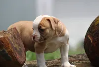Chloe, a female American Bulldog for sale in Zanesville, OH – 2 of 10