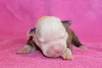 Amber, a female American Bulldog for sale in Zanesville, OH – 4 of 5