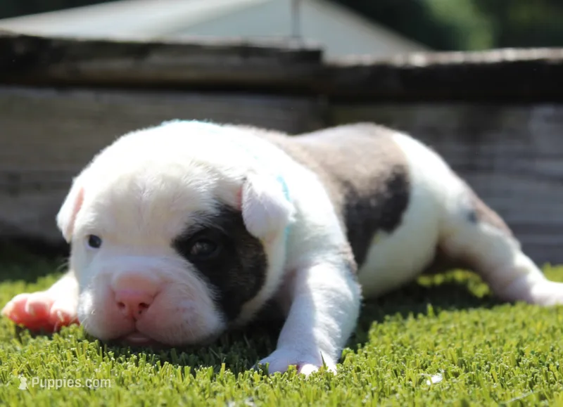 Envy – Olde English Bulldogge puppy for sale in Zanesville, OH