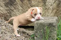 Lacie, a female American Bulldog for sale in Zanesville, OH – 8 of 10