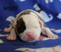 Amber, a female Olde English Bulldogge for sale in Zanesville, OH – 3 of 4