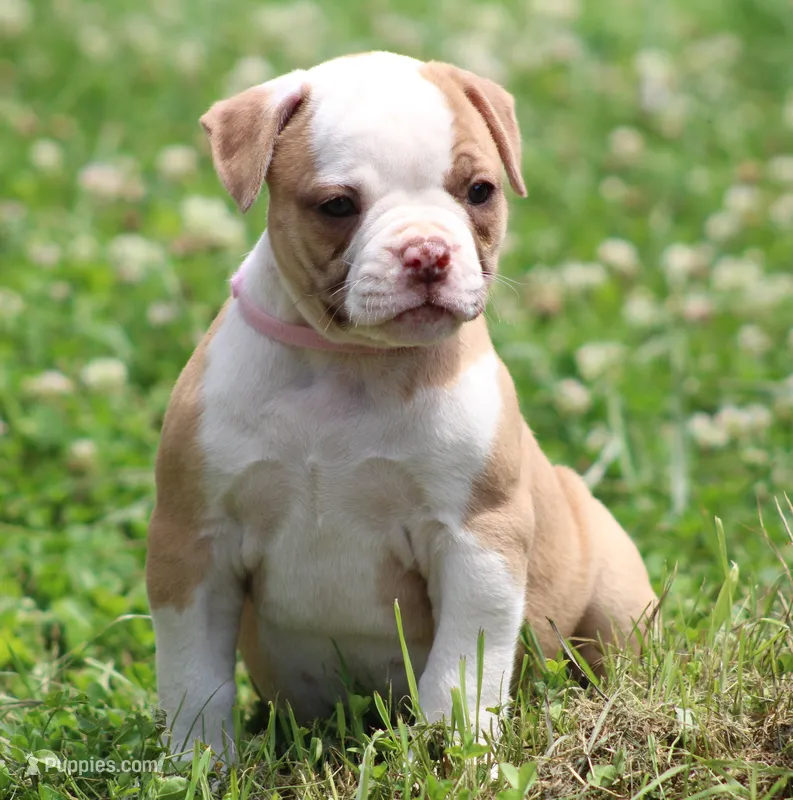 Chloe – American Bulldog puppy for sale in Zanesville, OH