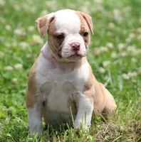 Chloe, a female American Bulldog for sale in Zanesville, OH – 4 of 10