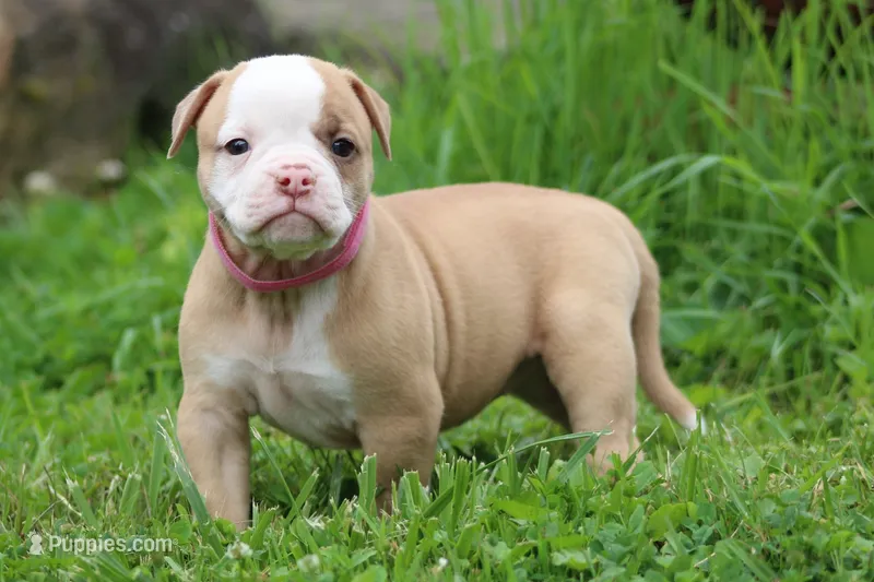 Sadie – American Bulldog puppy for sale in Zanesville, OH
