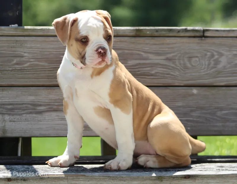 Chloe – American Bulldog puppy for sale in Zanesville, OH