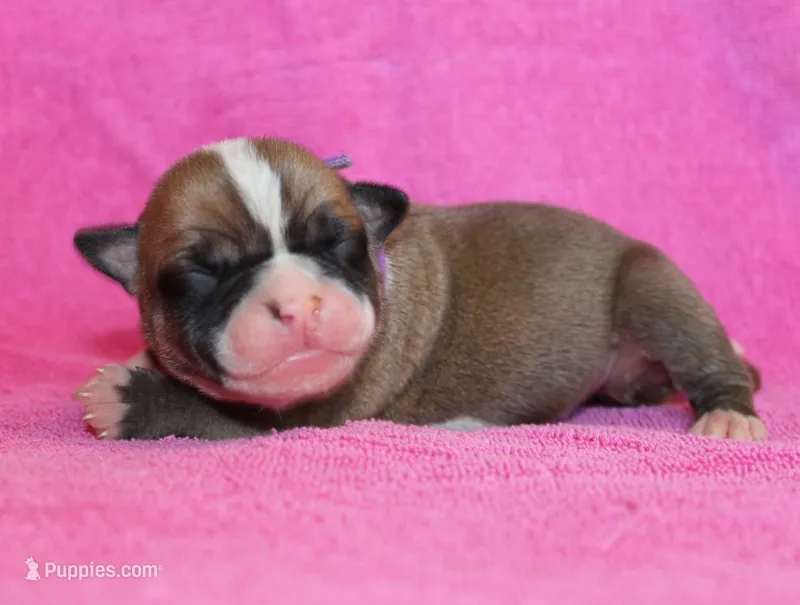 Jasmine – American Bulldog puppy for sale in Zanesville, OH