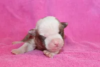 Chloe, a female American Bulldog for sale in Zanesville, OH – 4 of 5