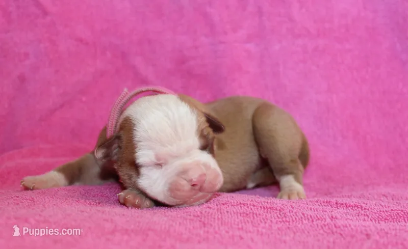 Sadie – American Bulldog puppy for sale in Zanesville, OH