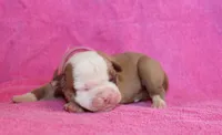 Sadie, a female American Bulldog for sale in Zanesville, OH – 1 of 4