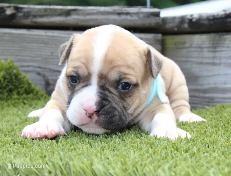 Miley – American Bulldog puppy for sale in Zanesville, OH