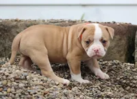 Lacie, a female American Bulldog for sale in Zanesville, OH – 6 of 10