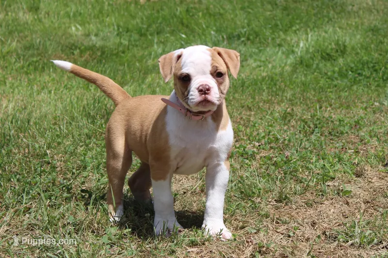 Chloe – American Bulldog puppy for sale in Zanesville, OH
