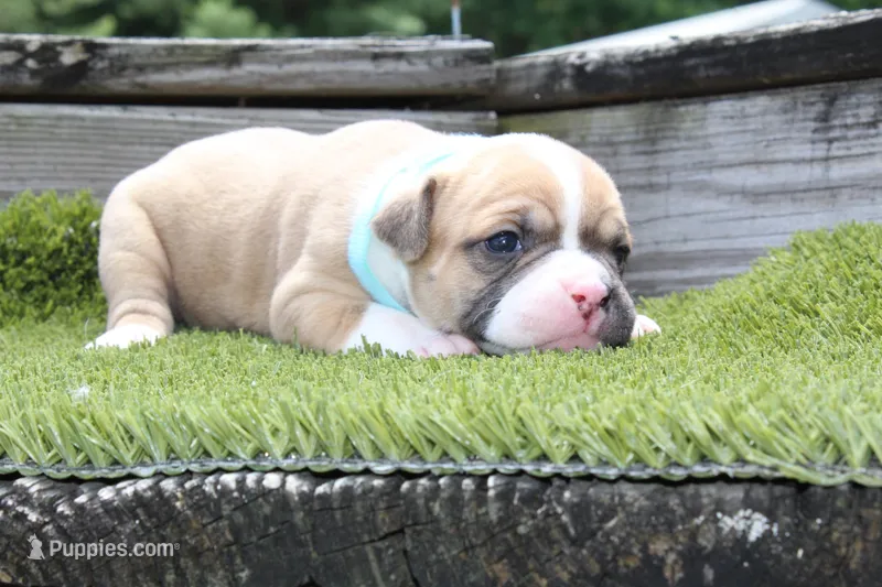 Miley – American Bulldog puppy for sale in Zanesville, OH
