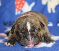 Ivy, a female Olde English Bulldogge for sale in Zanesville, OH – 3 of 6