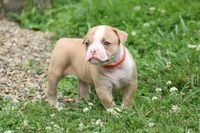 Lacie, a female American Bulldog for sale in Zanesville, OH – 5 of 10