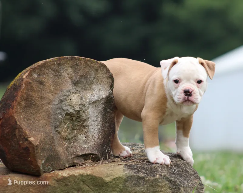 Amber – American Bulldog puppy on hold in Zanesville, OH
