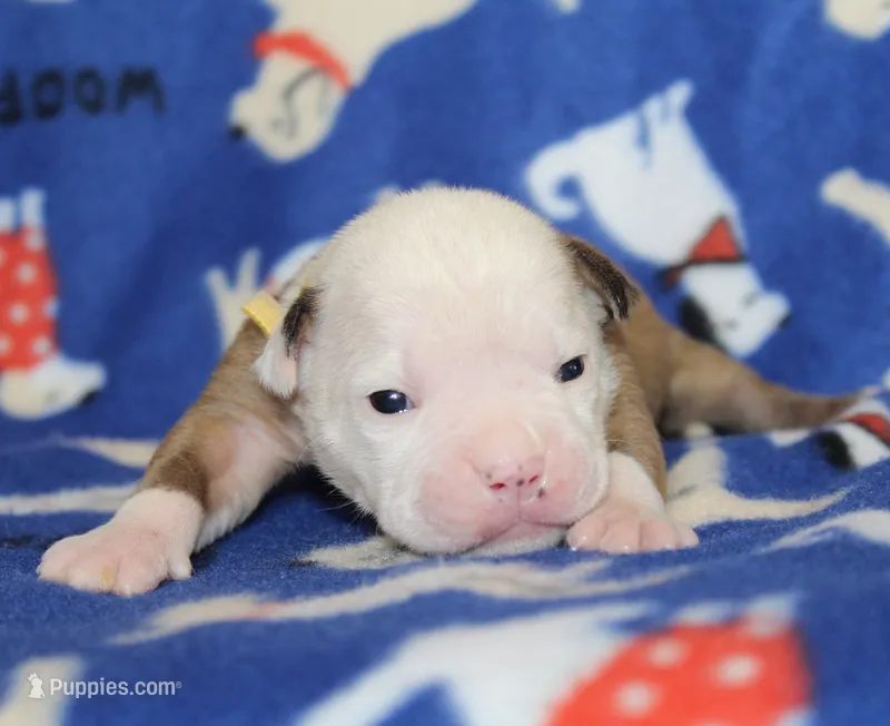 Amber – American Bulldog puppy for sale in Zanesville, OH