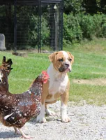 Stetson, a male American Bulldog for sale in Zanesville, OH – 5 of 9