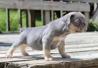 Buggs, a male French Bulldog for sale in Zanesville, OH – 7 of 9